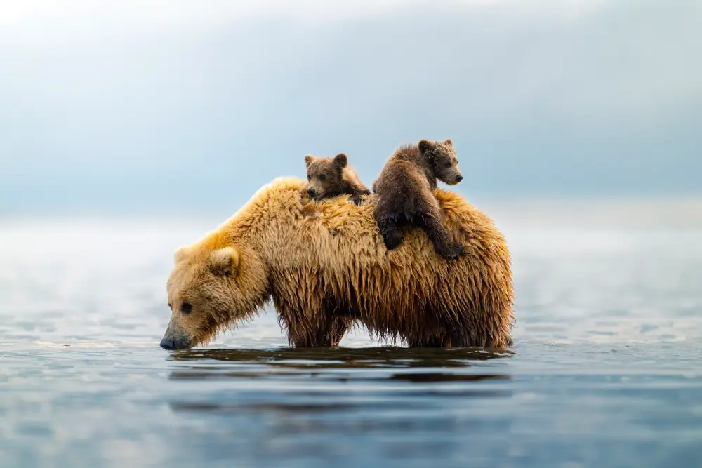 Pangolin Photo Challenge 2025 – Kris Luckenberg Alaskan Uber, by Kris Luckenbach
