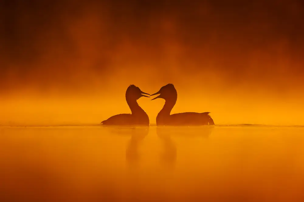 Love in the Air, by Patryk Kurc