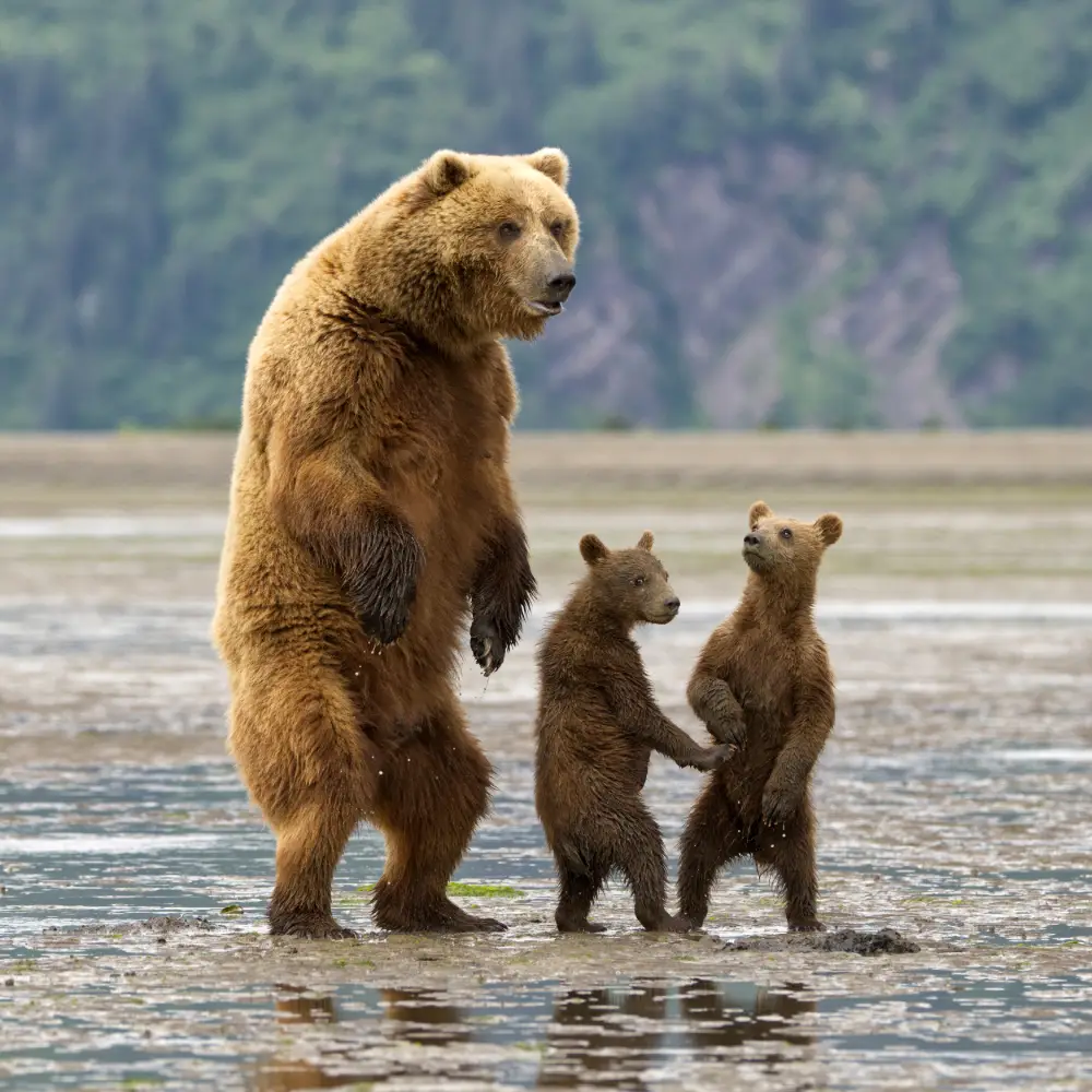 This is Mine!, by Barbara Manser