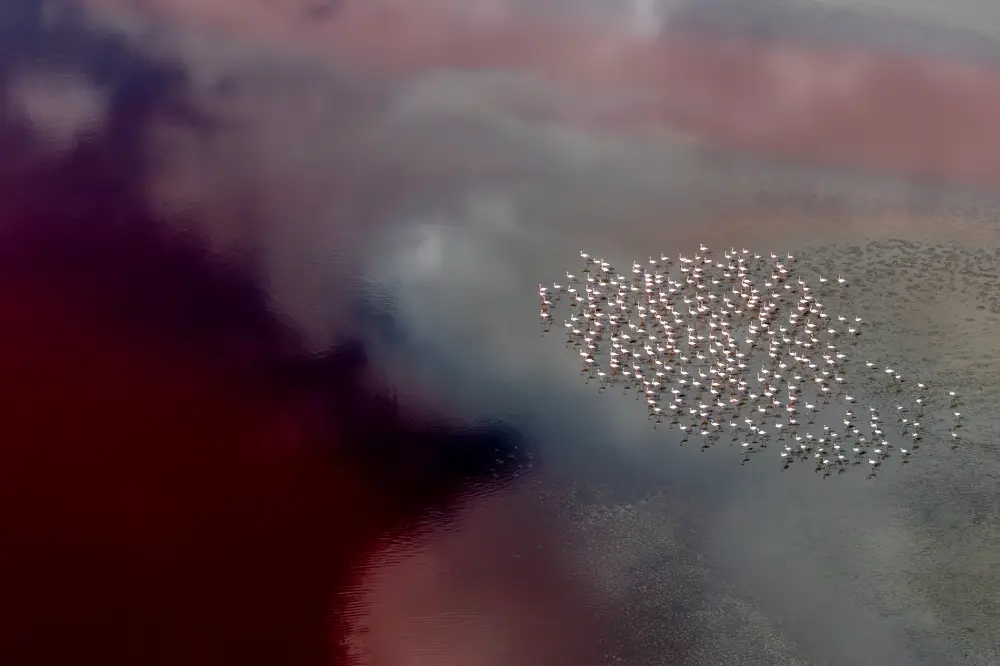 Pangolin Photo Challenge 2025 – – Sammy Ruby Flamingos on Marble, by Sammy Ruby