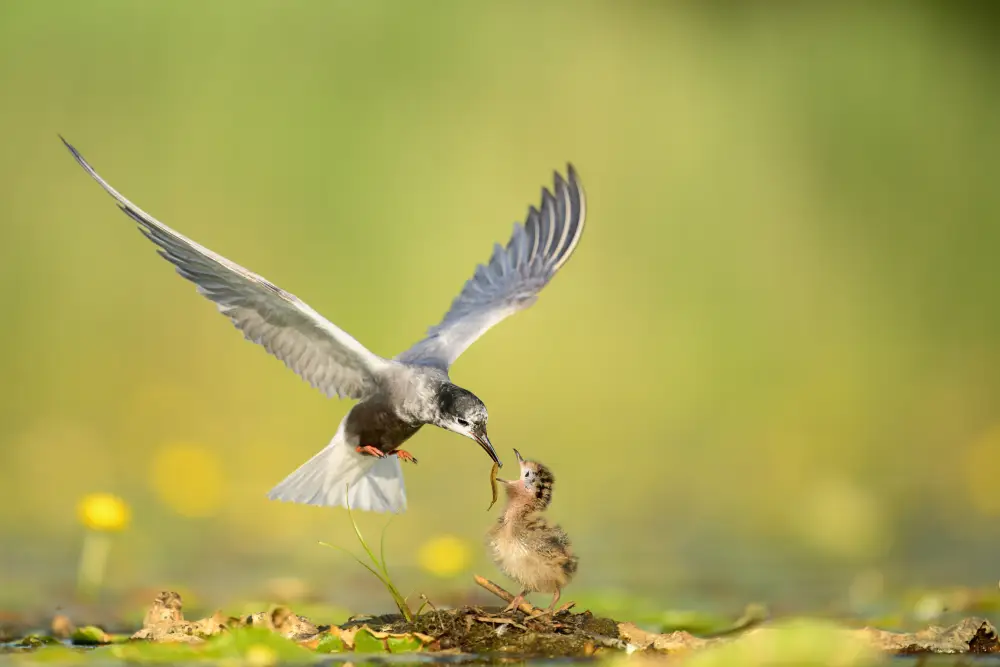 Black Tern, by Arkadiusz Dobrowolski