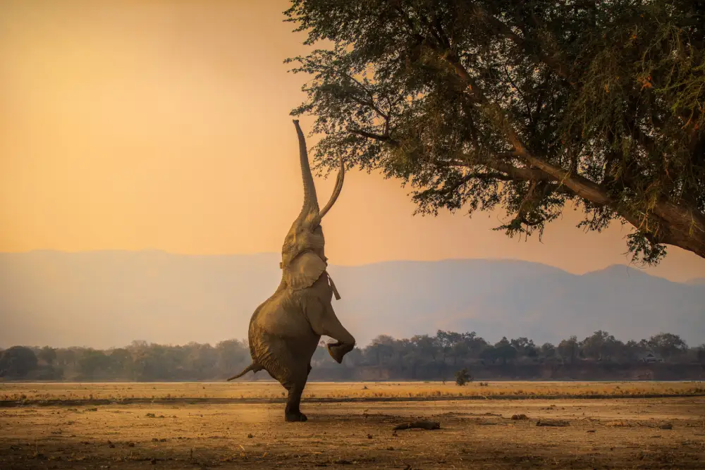 The Stand, by Robert Henderson