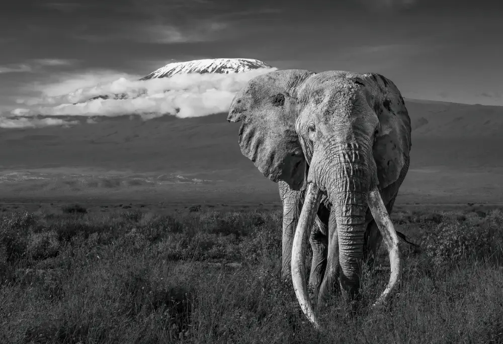 Two Icons, by Zita Quentin