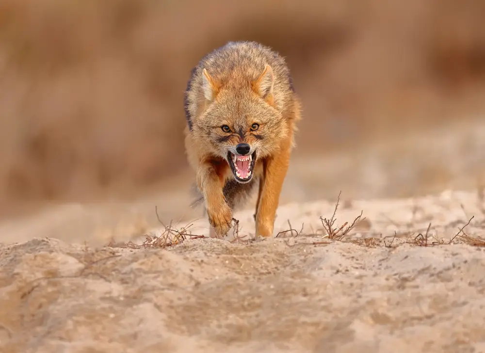 Pangolin Photo Challenge 2025 -Gerhard, Weissboeck Pangolin Photo Challenge 2025 -Gerhard, Weissboeck