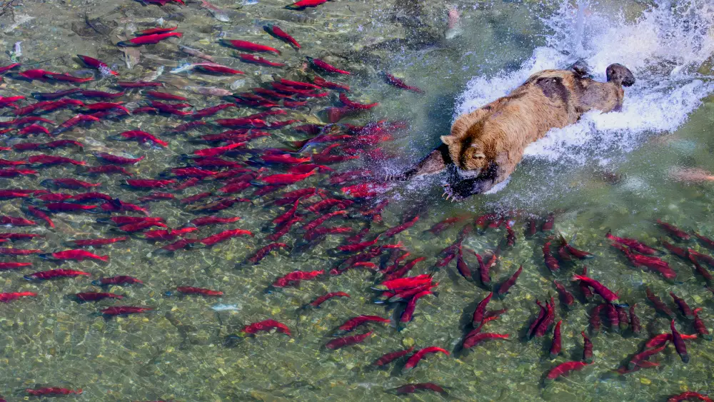 Pangolin Photo Challenge 2025 – Brian Kelly The Bounty, by Brian Kelly