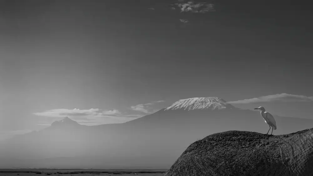 VIP-seat, by Maarten Smit