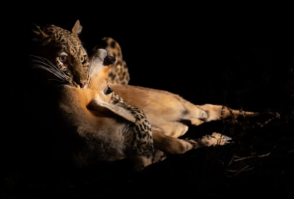 The Stand, by Robert Henderson