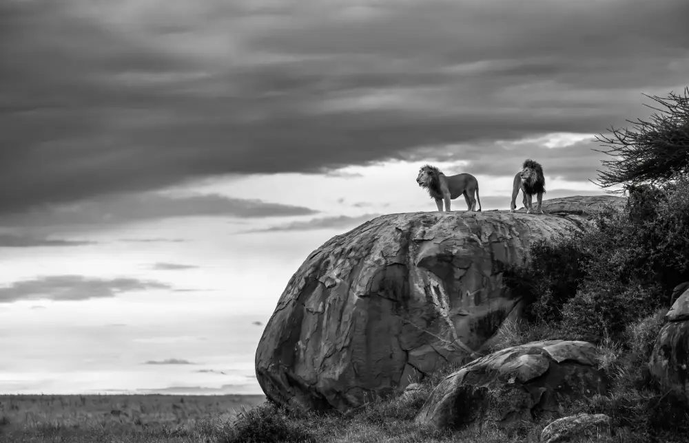 Contemplation in the Forest, by Christina Schwenck