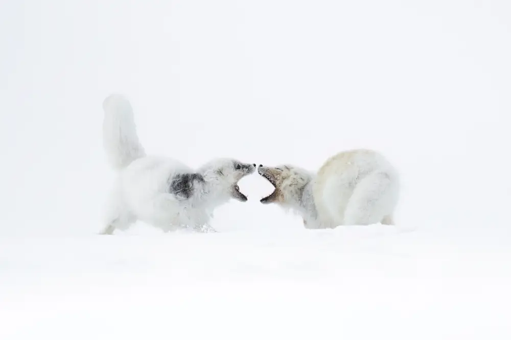 Pangolin Photo Challenge 2025 – Malini, Chandrasekar Survival, by Malini Chandrasekar