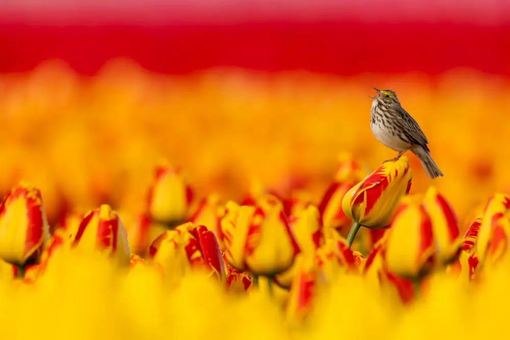 Tiptoeing Through the Tulips, by Lourdes Venard