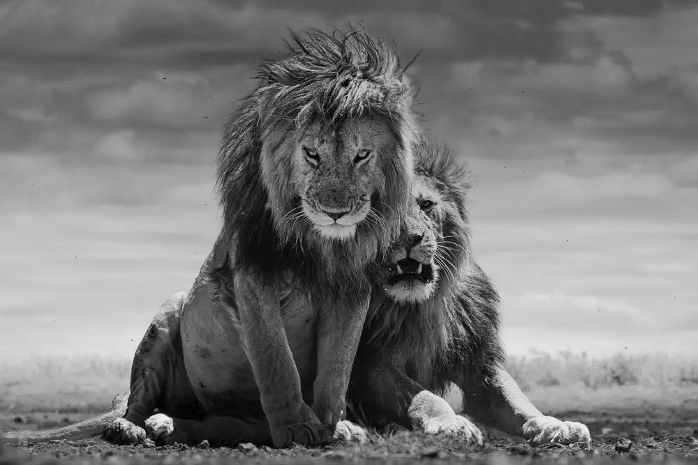 Your Majesties by Deborah Russell