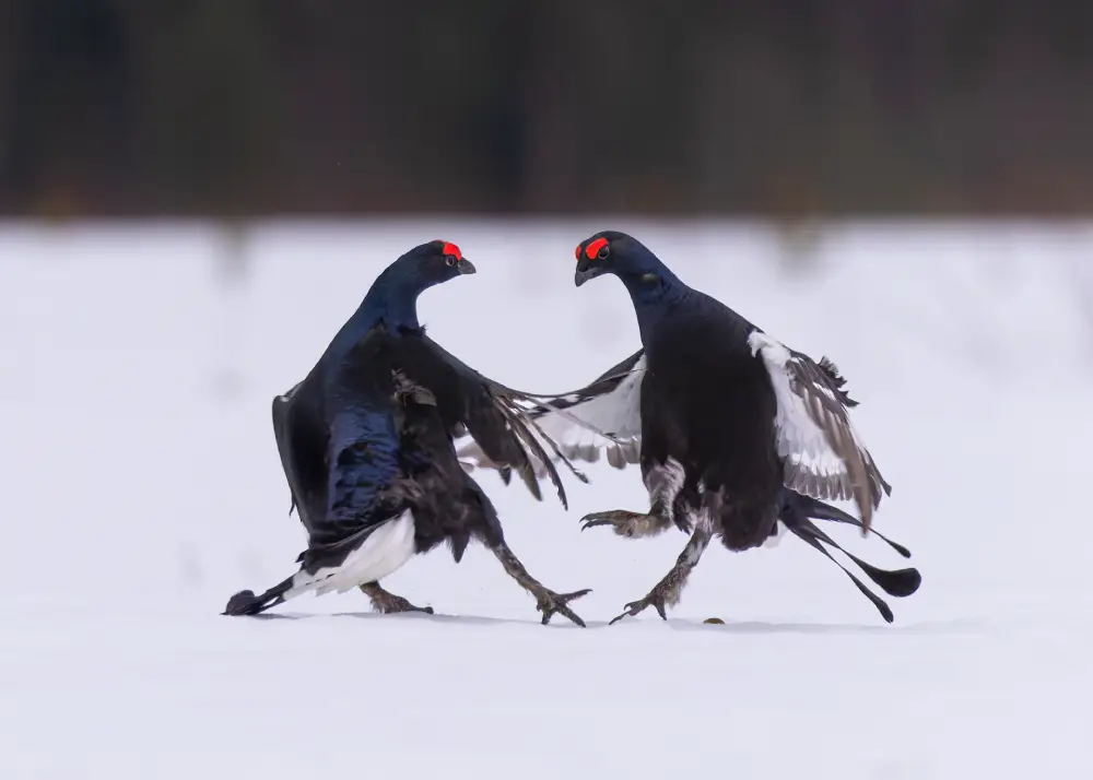 Pangolin Photo Challenge 2025 – Kevin Yuda Lek Line, by Kevin Yuda