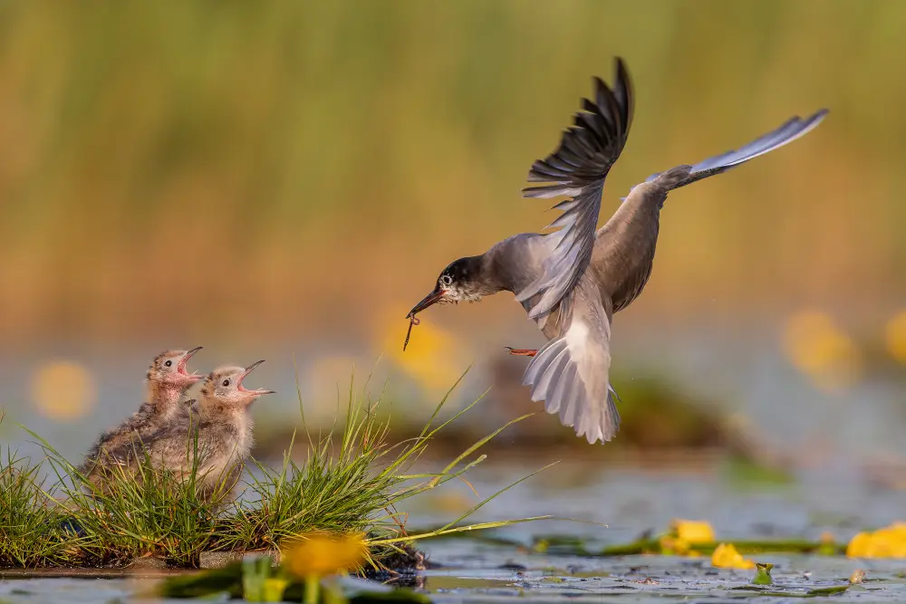 Early Morning Breakfast, by Fred Bisschop