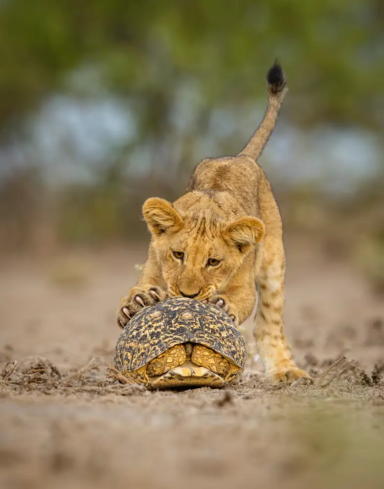 Impala Leap, by Doug McSpadden