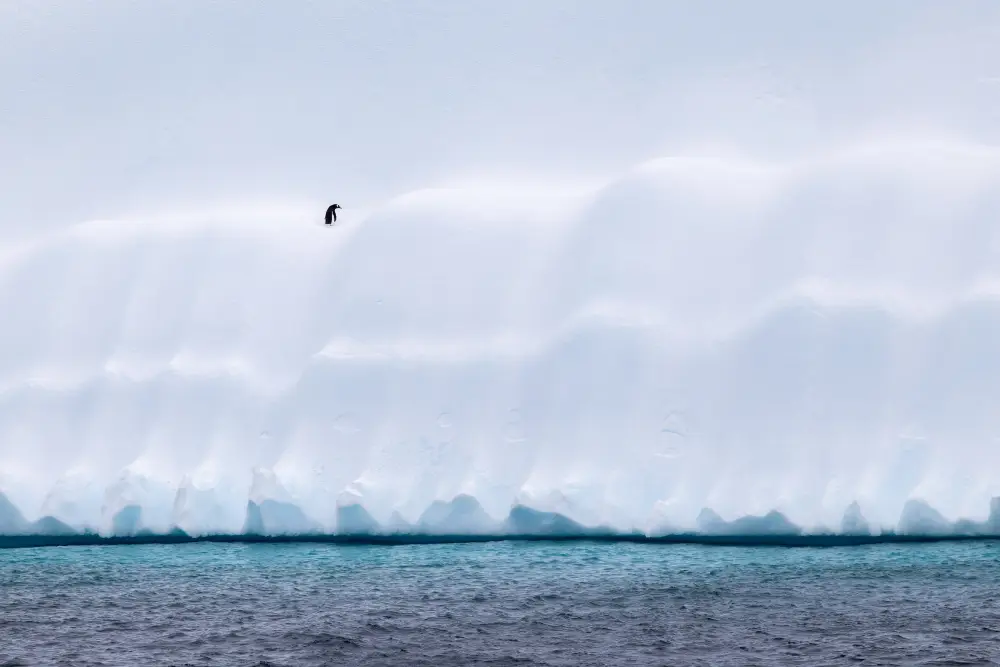 Pangolin Photo Challenge 2025 – Richard Lovelock Solitude, by Richard Lovelock