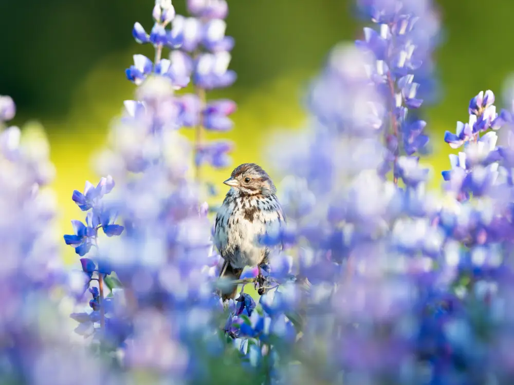Flowers and Birds, by Andrew Mason