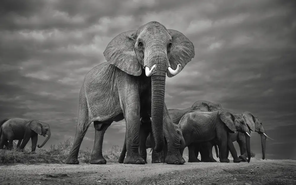 The Guardian of the Herd, by Christian Dorn