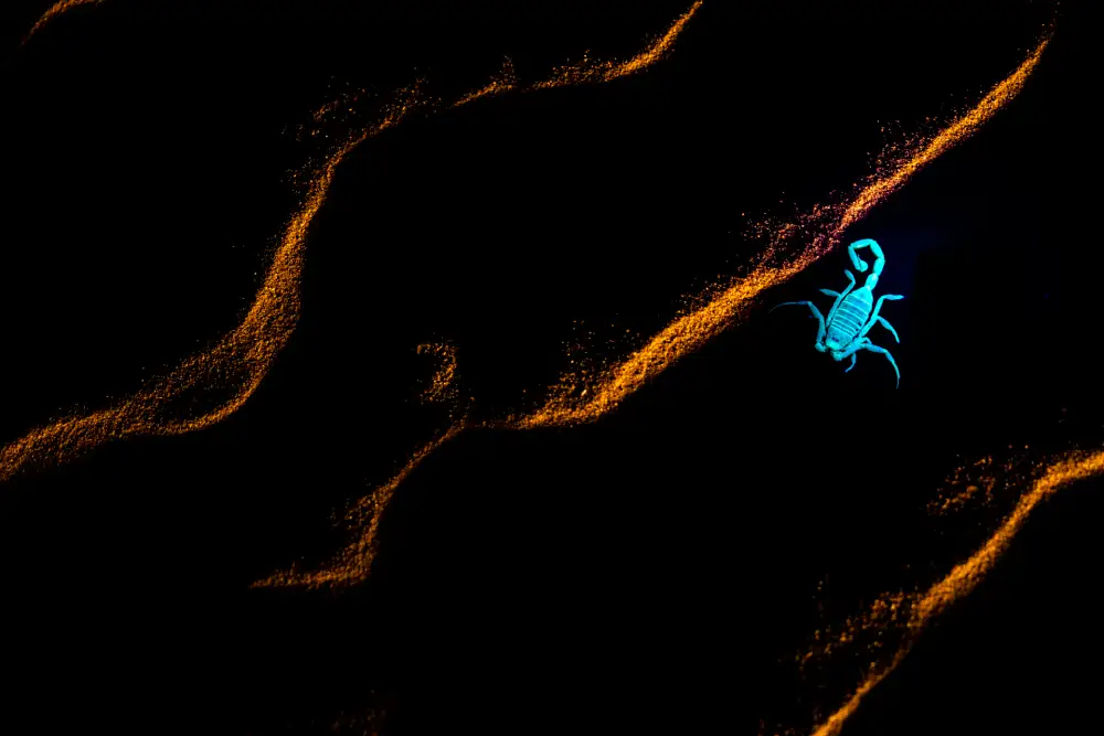 Pangolin Photo Challenge 2025 – Debabrata Bagchi Nomad in the Desert, by Debabrata Bagchi