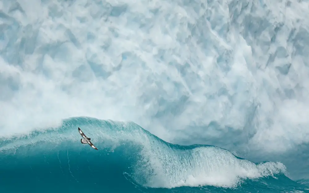 Pangolin Photo Challenge 2025 – Jens Cullmann The Painted Surfer, by Jens Cullmann