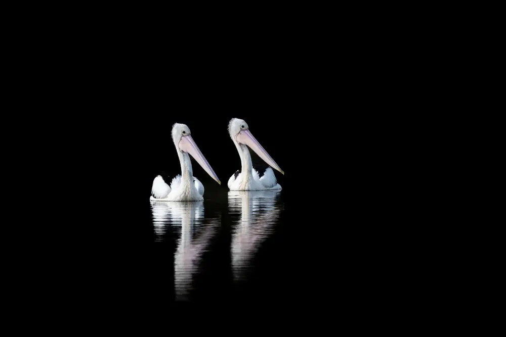 Twin Pelicans, by Sharon Haasbroek