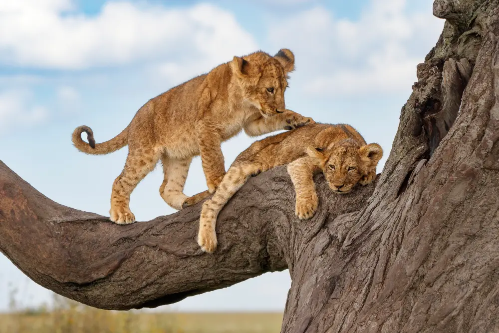 Let's Play by Dorothea Fruëh