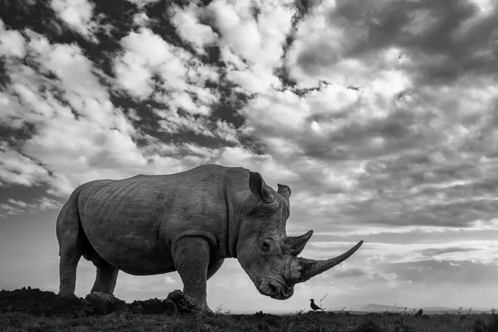 The Gentle Giant's Gaze, by Debabrata Bagchi