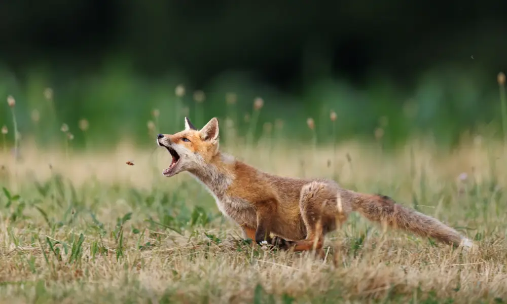 Pangolin Photo Challenge 2025 – Barbara Manser Bughunt, by Barbara Manser
