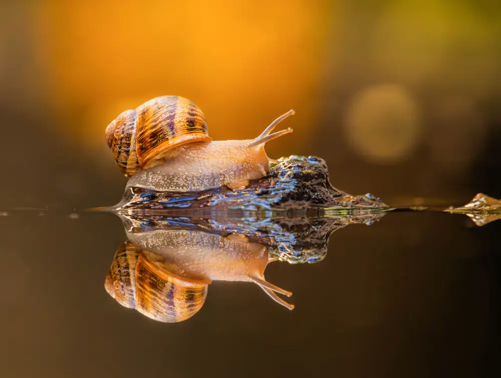 Pangolin Photo Challenge 2025 – Hatlane Mabunda A Snail, a Wood Chip, a Golden World, by Hatlane Mabunda