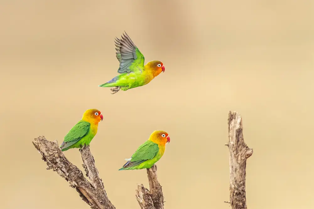 Love Birds, by John Mihopulos