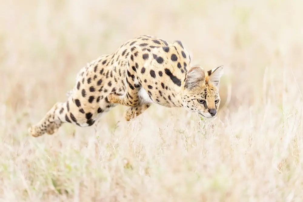 Slim Pickings, by Georgia Buck