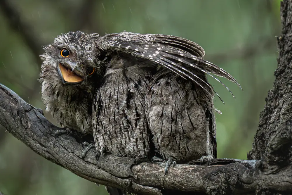 Pangolin Photo Challenge 2025 – Donald Chin Keeping You Dry, by Donald Chin
