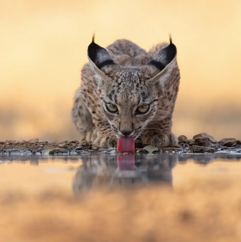 Pangolin Photo Challenge 2025 – Zita Quentin Iberian Lynx Kitten, by Zita Quentin