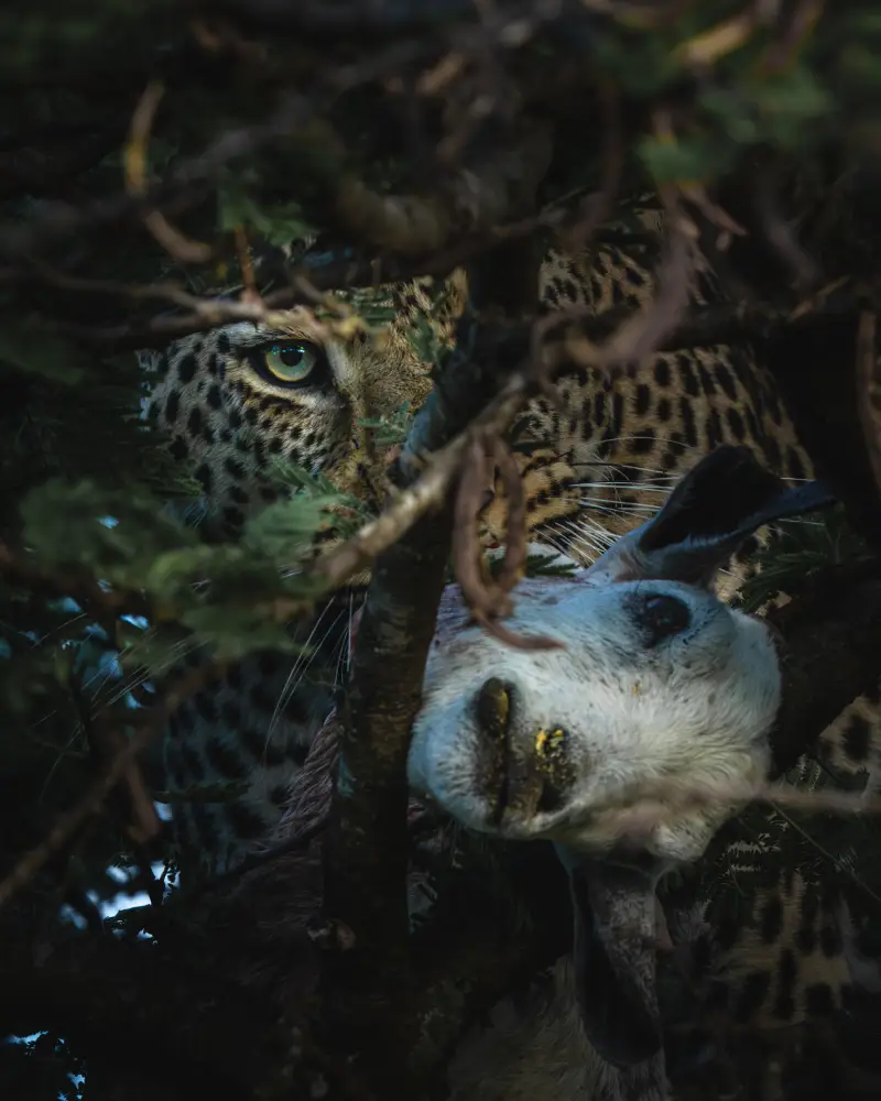 Tiger Fight, by Clive Burns