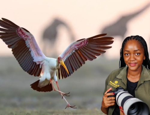 Meet the Pro with Pusetso Nteta