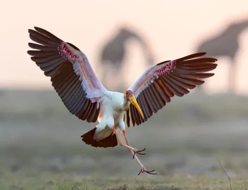 Meet the Pro with Pusetso Nteta