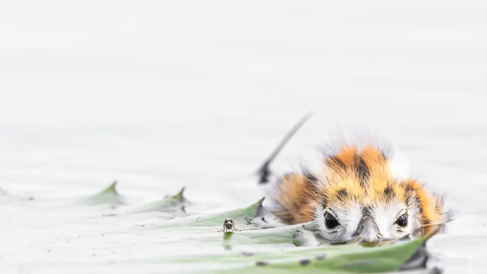 1 image 3 e2a1910 enhanced nr