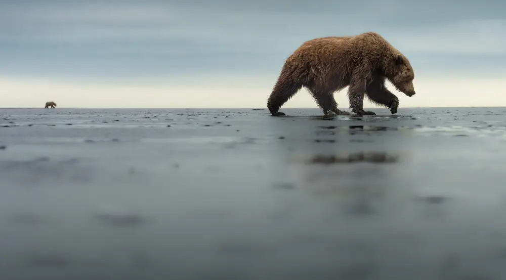 Pangolin Photo Challenge 2025 - Janet Gustin