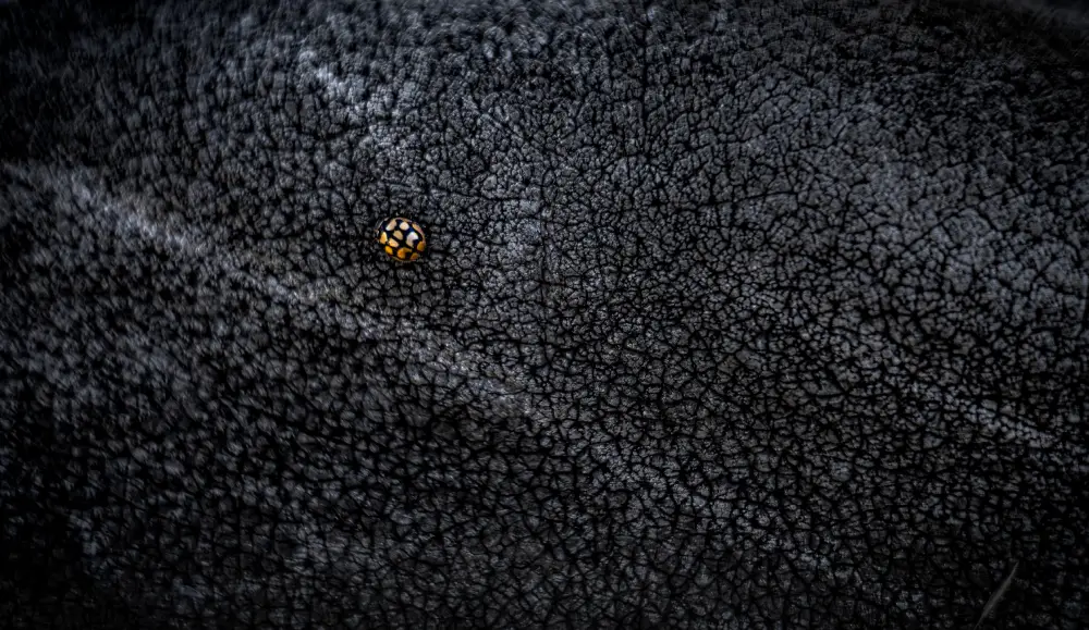 Pangolin Photo Challenge 2025 – Sofia Goosen Ladybug & Rhino, by Sofia Goosen