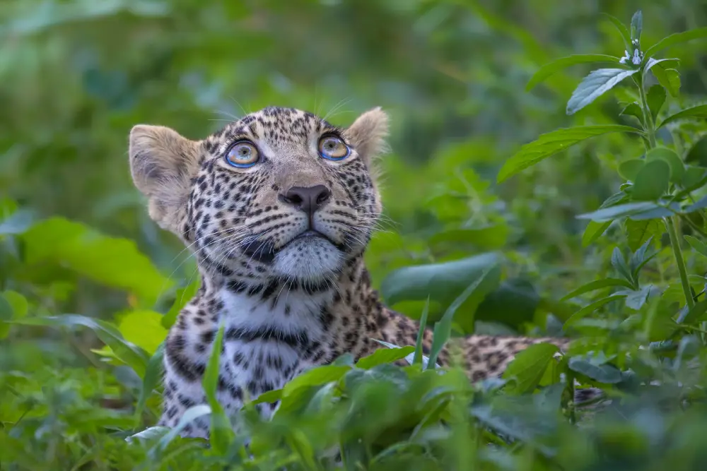 Pangolin Photo Host - Walter Aaron Image