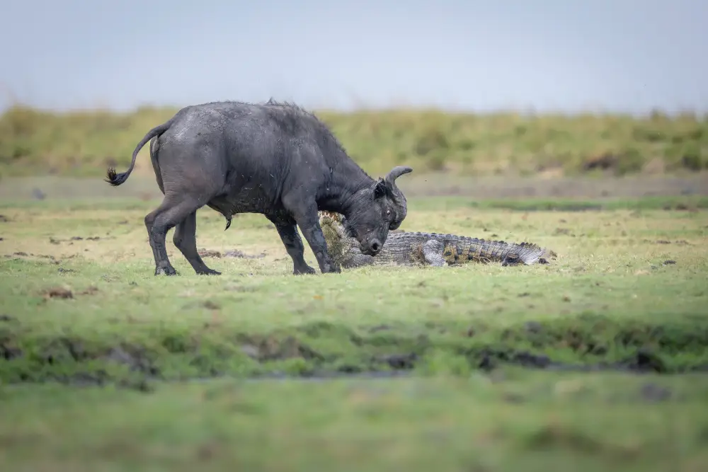 Pangolin Photo Host - Walter Aaron Image