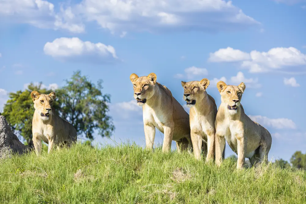 Pangolin Photo Host - Walter Aaron Image