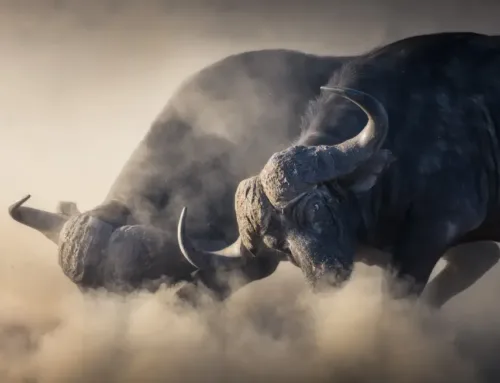 Meet the Pro with Mark Dumbleton