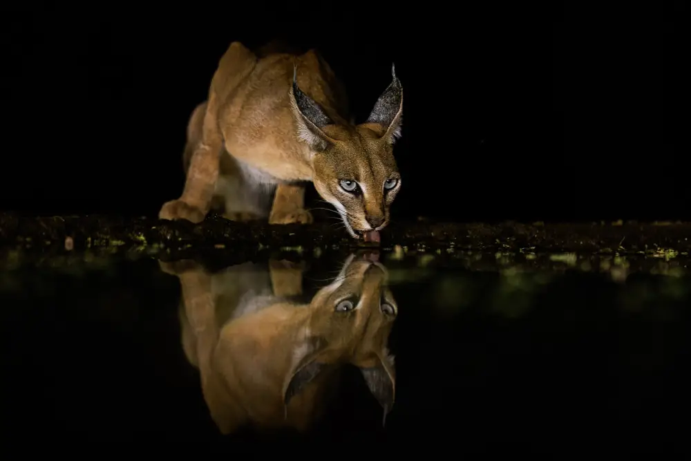 Pangolin Photo Challenge 2025 – Terri Innes Double Vision, by Terri Innes