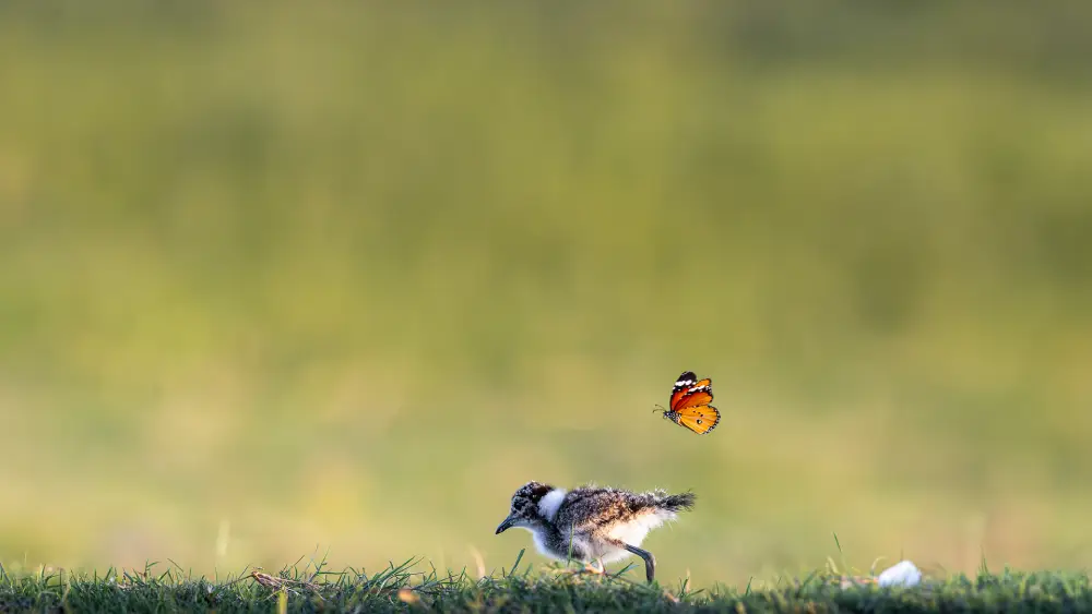 3 image 2 e2a0633 enhanced nr