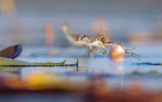 Pangolin Photo Host - Walter Aaron Image