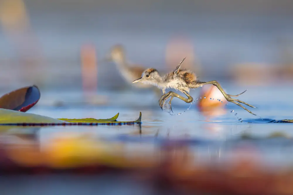 Pangolin Photo Host - Walter Aaron Image