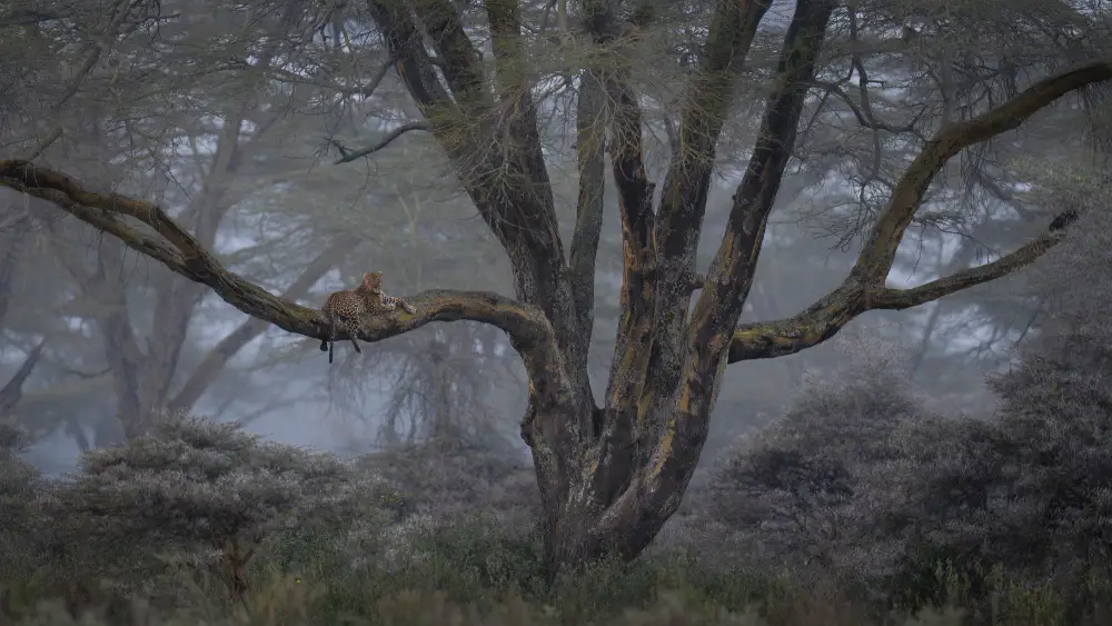Pangolin Photo Challenge 2025 – Janis Hurley Arboreal Leopard, by Janis Hurley