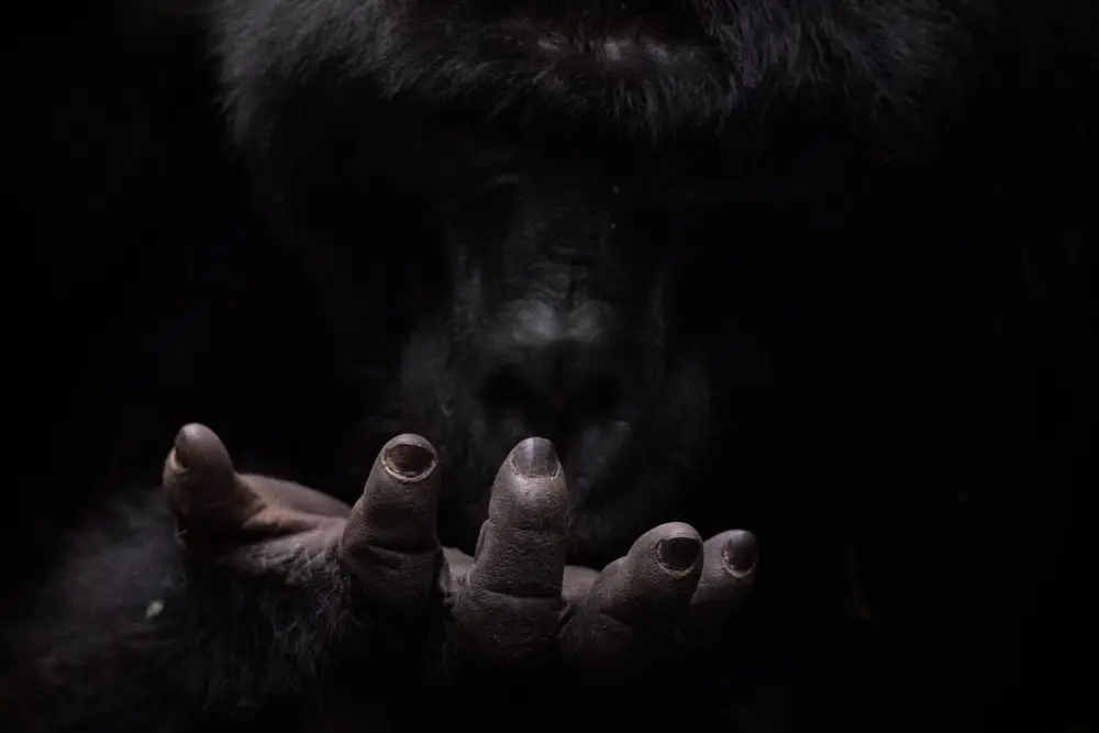 Pangolin Photo Challenge 2025 – Caterina Dona Humanity, by Caterina Dona