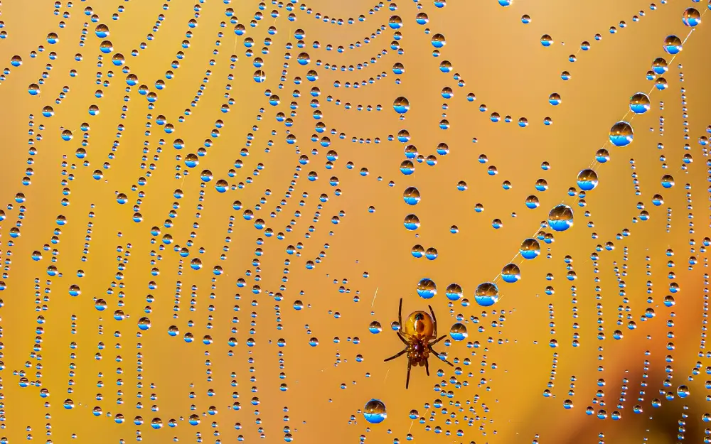 Pangolin Photo Challenge 2025 – Joe Riederer Silk & Pearls, by Joe Riederer