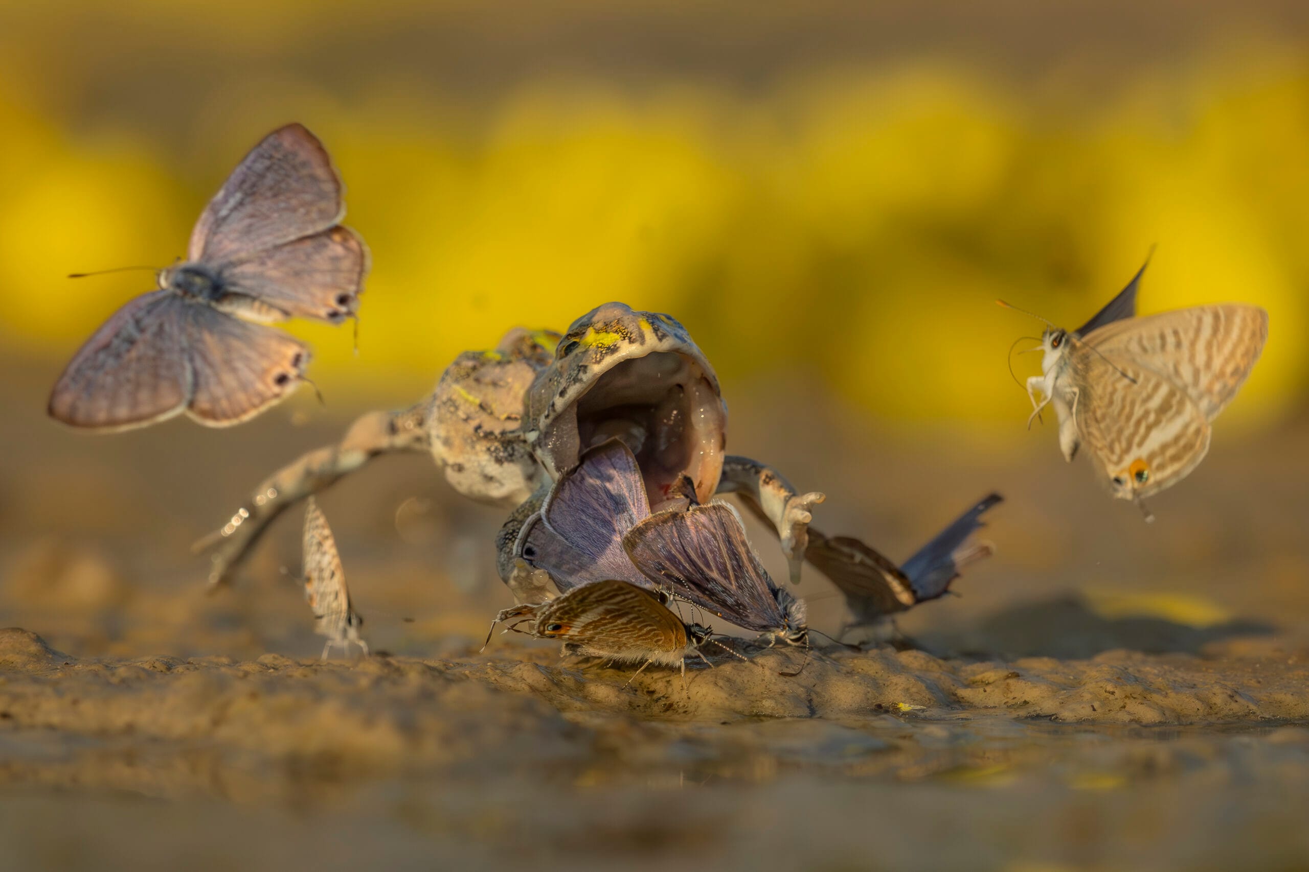 Pangolin Photo Challenge 2025 – Jens Cullmann Buffet is Served, by Jens Cullmann
